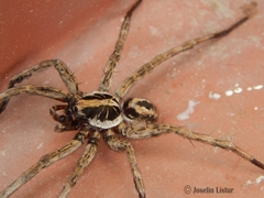 Schizocosa malitiosa