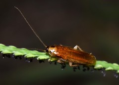 Ischnoptera bilunata