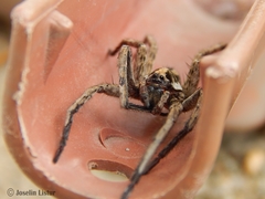 Schizocosa malitiosa