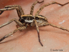 Schizocosa malitiosa