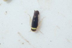 Colladonus montanus reductus