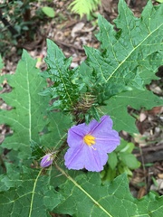 Solanum ditrichum