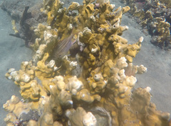 Neoniphon vexillarium