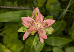 Castilleja rhexiifolia