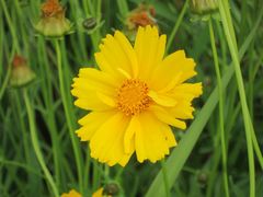 Coreopsis lanceolata