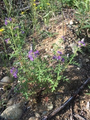 Phacelia franklinii