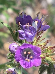 Phacelia franklinii