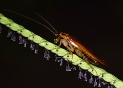 Ischnoptera bilunata