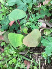 Homalanthus populifolius