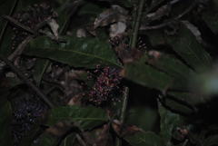 Hicksbeachia pinnatifolia