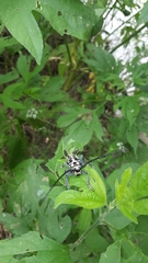 Plectrodera scalator