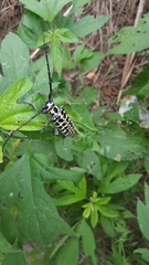 Plectrodera scalator