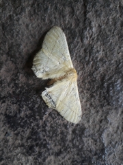 Lepidoptera