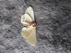 Lepidoptera
