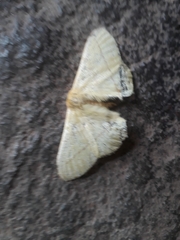 Lepidoptera