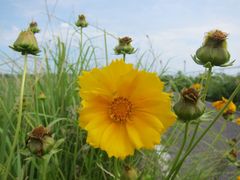 Coreopsis lanceolata