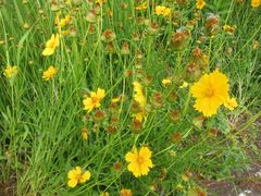 Coreopsis lanceolata