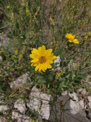 Engelmannia peristenia