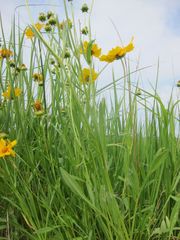 Coreopsis lanceolata