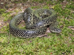 Speckled Kingsnake - Photo (c) Royal Tyler, some rights reserved (CC BY-NC-SA), uploaded by Royal Tyler
