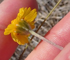 Hymenoxys odorata