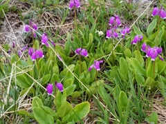 Primula frigida