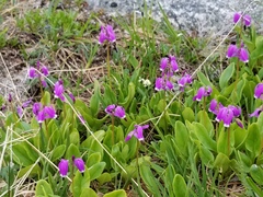 Primula frigida