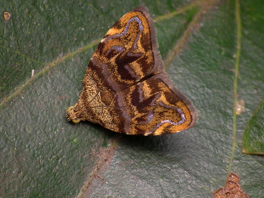 Choreutis metallica