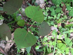 Homalanthus populifolius