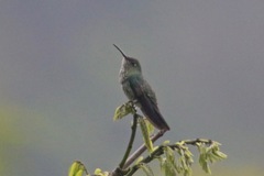 Taphrospilus hypostictus