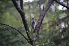 Sphyrapicus nuchalis