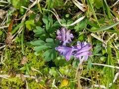 Corydalis pauciflora