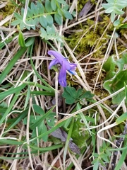 Corydalis pauciflora