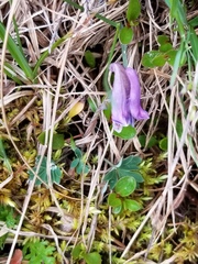Corydalis pauciflora