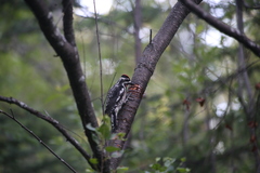 Sphyrapicus nuchalis