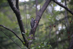 Sphyrapicus nuchalis