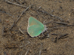 Callophrys viridis
