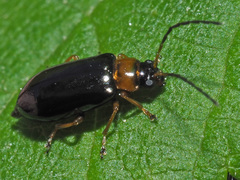 Luperus luperus