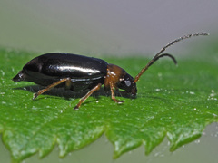 Luperus luperus