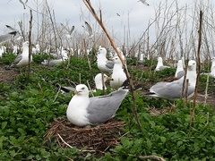 Larus delawarensis