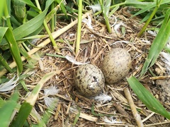 Larus delawarensis