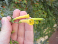 Nicotiana glauca