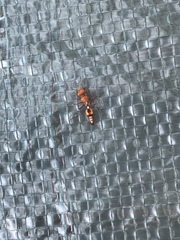 Dasymutilla heliophila