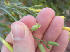 Nicotiana glauca