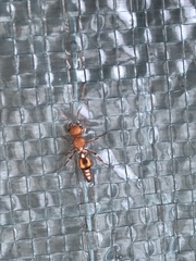 Dasymutilla heliophila