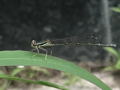 Platycnemis phyllopoda