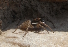 Menemerus semilimbatus