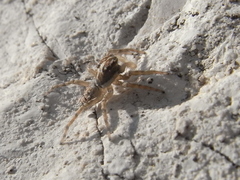 Menemerus semilimbatus