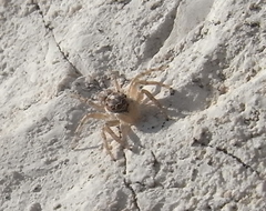 Menemerus semilimbatus