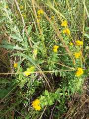 Pentanema germanicum